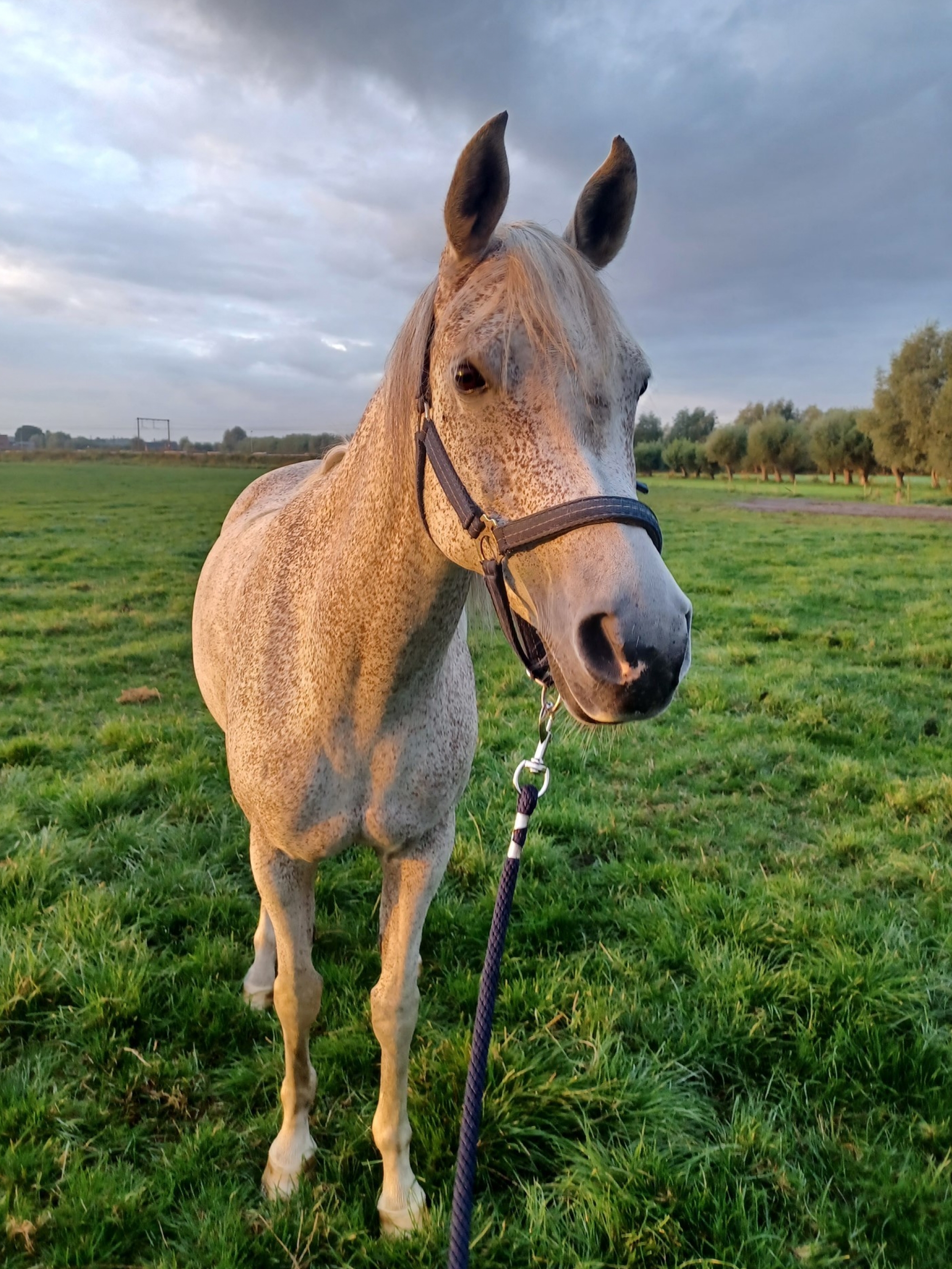 Sfeerbeeld paard